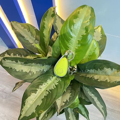 VDETTE NC01 منظف الهواء القابل للارتداء لتعقيم الأجهزة الطبية بتكنولوجيا البلازما الباردة